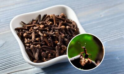 Essa especiaria comum age na cozinha de um jeito curioso contra formigas