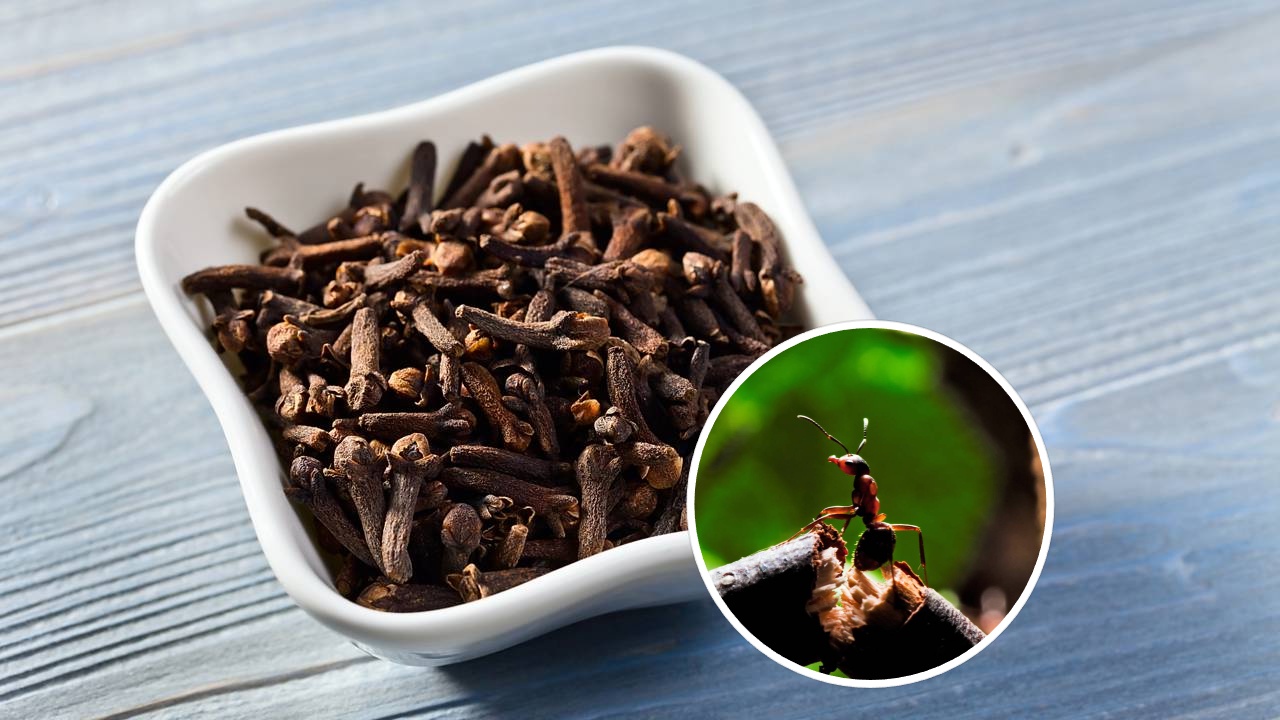 Essa especiaria comum age na cozinha de um jeito curioso contra formigas