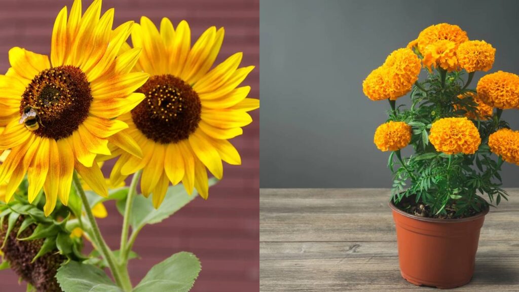 Flores ideais para varandas ensolaradas transformam o ambiente