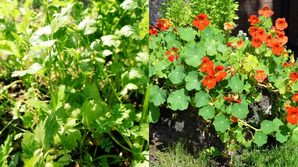 Plantas que afastam pulgões e deixam as hortaliças mais fortes sem muito esforço