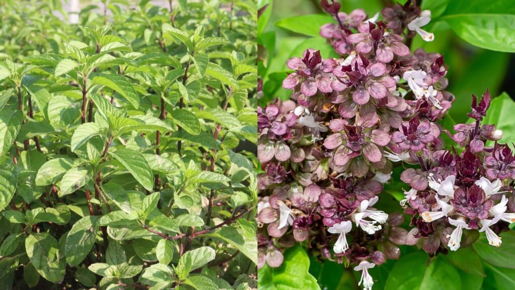 As plantas que espantam formigas e tornam o jardim mais tranquilo