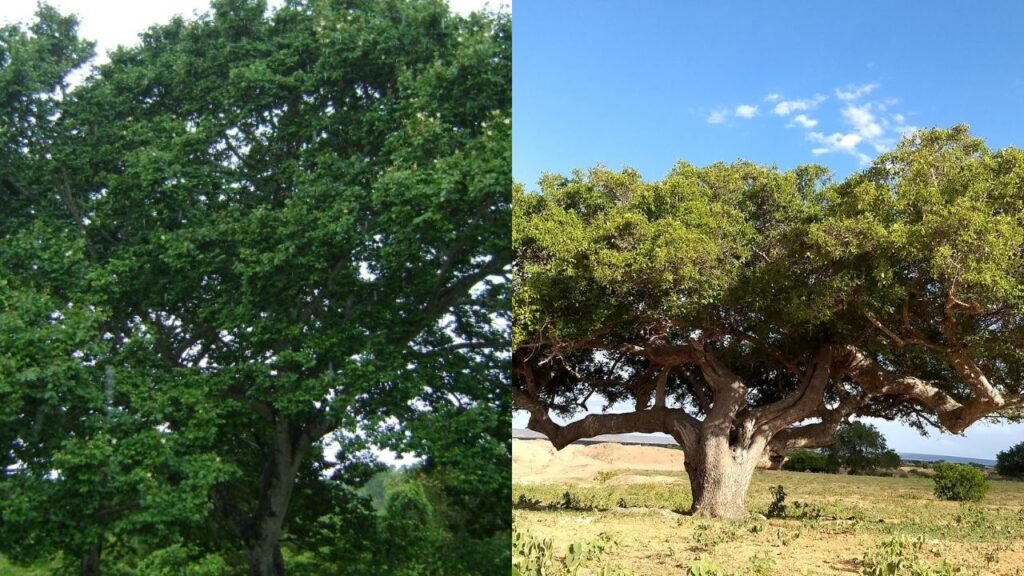 A árvore que guarda água nas raízes e sobrevive à seca como poucas