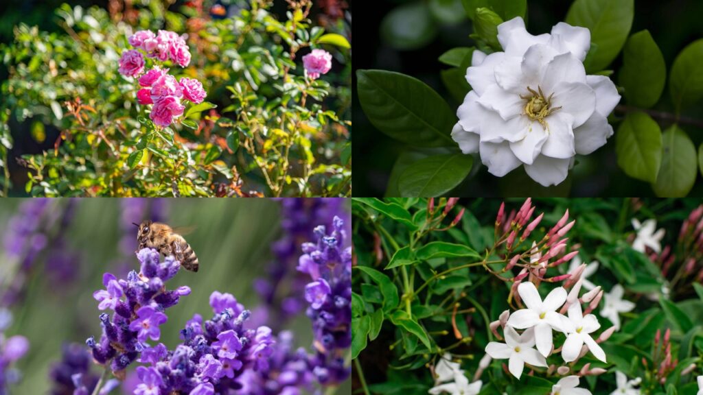 As flores que unem perfume e delicadeza e transformam qualquer cantinho