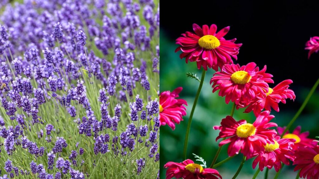 Algumas flores decoram e ainda ajudam no controle natural do jardim