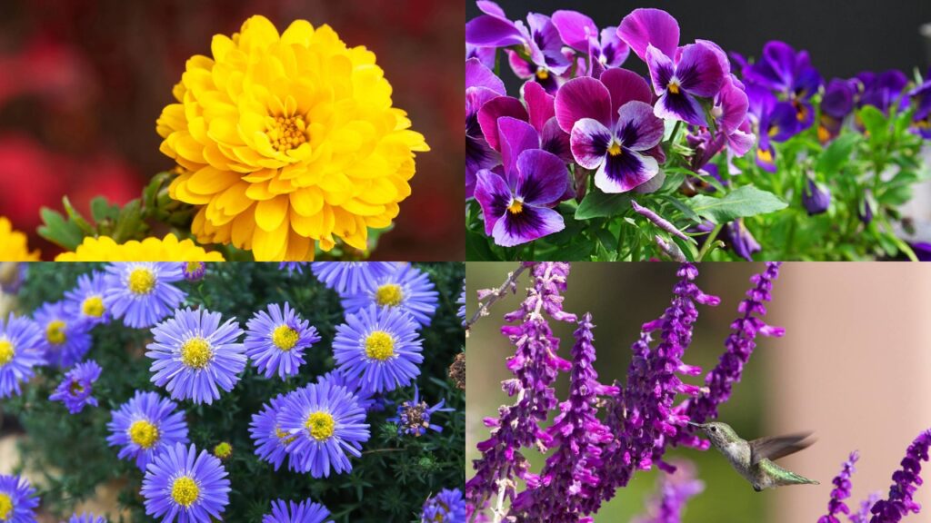 Essas flores resistem ao outono e surpreendem com cores que ninguém espera