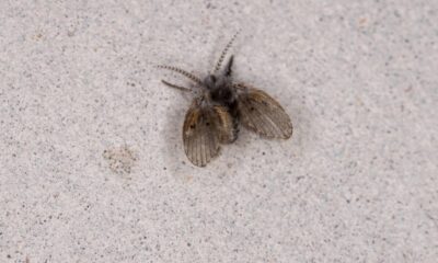 O que significa quando mosquitinhos voltam mesmo com o banheiro limpo e o que fazer para evitar