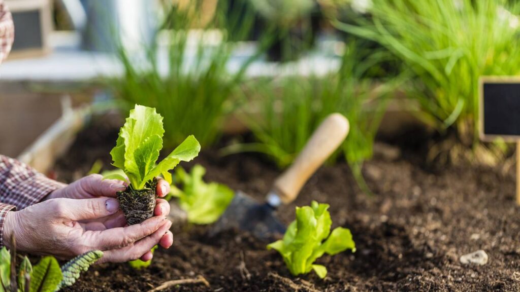 Plantar alface americana pode render folhas tão crocantes que surpreendem até quem já cultiva