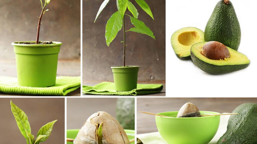 O abacate cresce diferente quando recebe o cuidado certo logo no começo