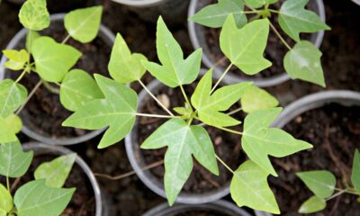 Como plantar mamão e acelerar o tempo de frutificação