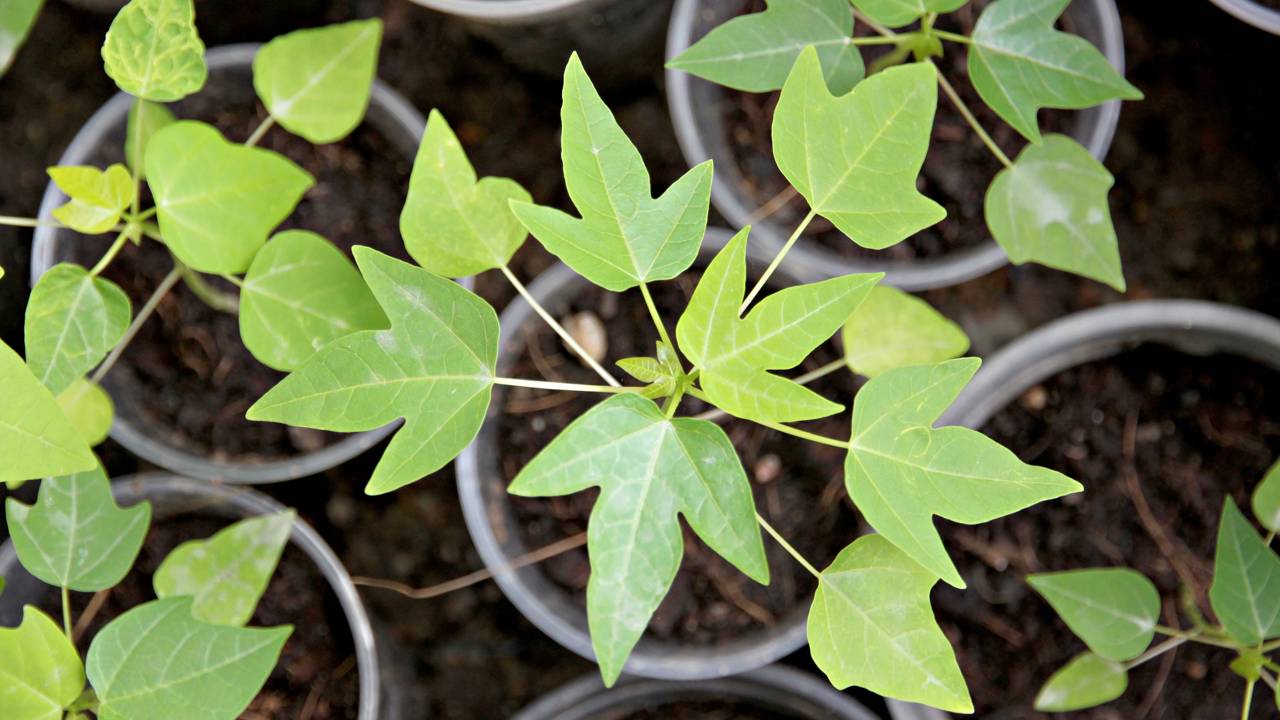 Como plantar mamão e acelerar o tempo de frutificação