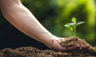 Como plantar maracujá por sementes e fazer florescer rápido