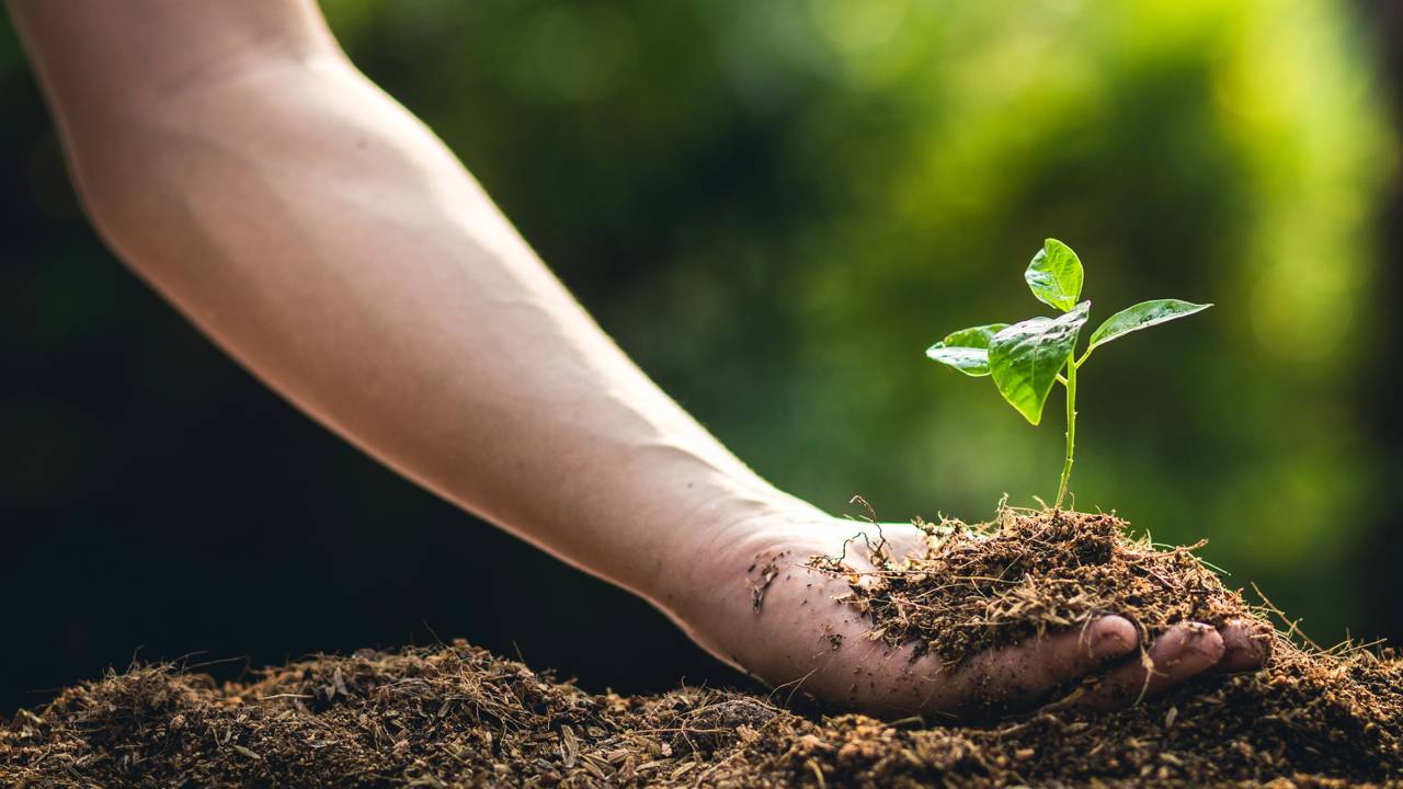 Como plantar maracujá por sementes e fazer florescer rápido