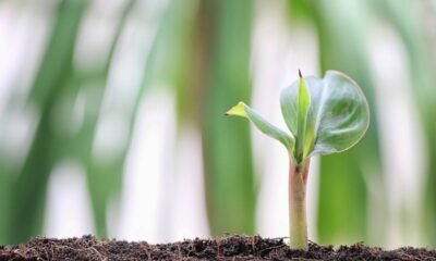 Como plantar banana-nanica em espaço pequeno e conseguir um crescimento surpreendente