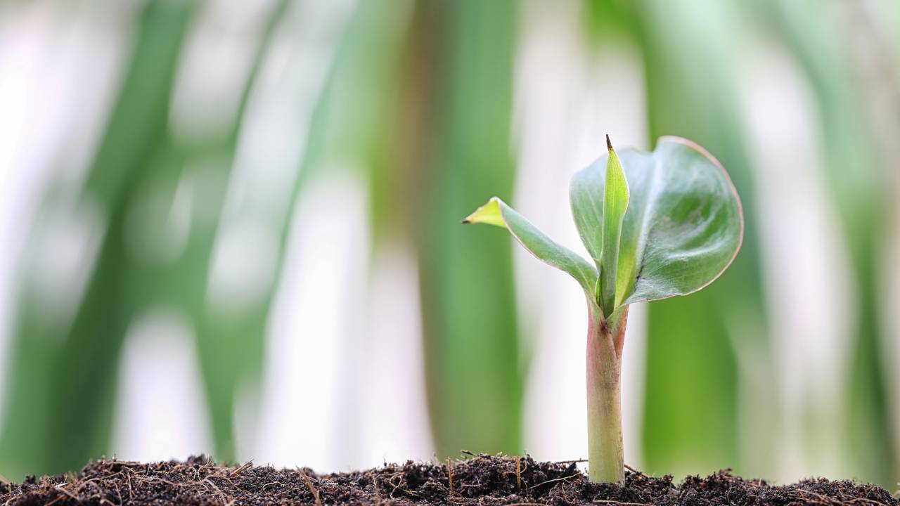 Como plantar banana-nanica em espaço pequeno e conseguir um crescimento surpreendente