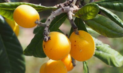 A nespereira nasce rápido e ainda é vista como símbolo de prosperidade