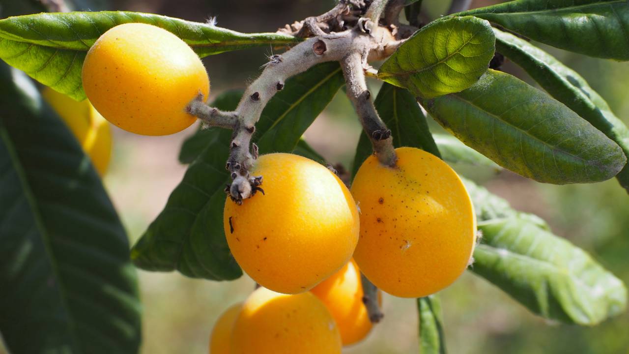 A nespereira nasce rápido e ainda é vista como símbolo de prosperidade