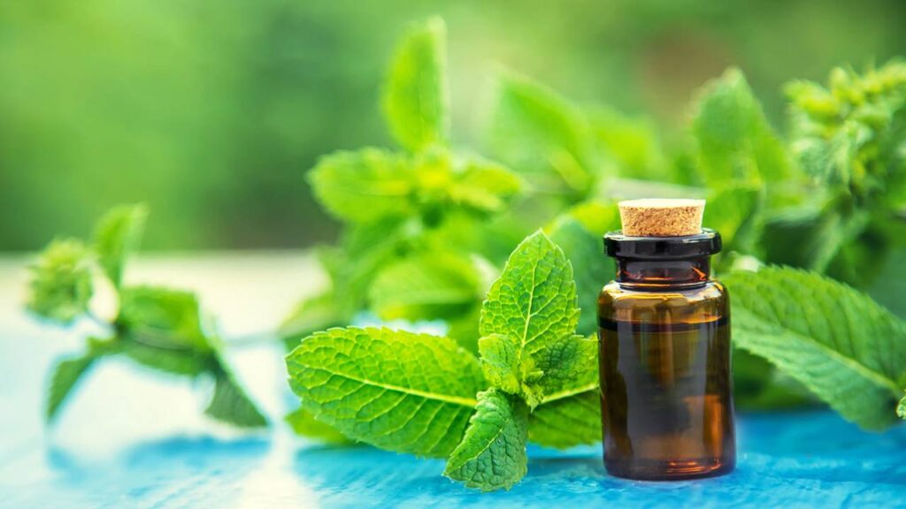 Como usar hortelã para espantar baratas e perfumar a casa