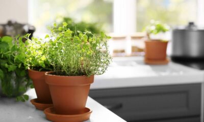 Como plantar orégano na sombra e manter folhas aromáticas