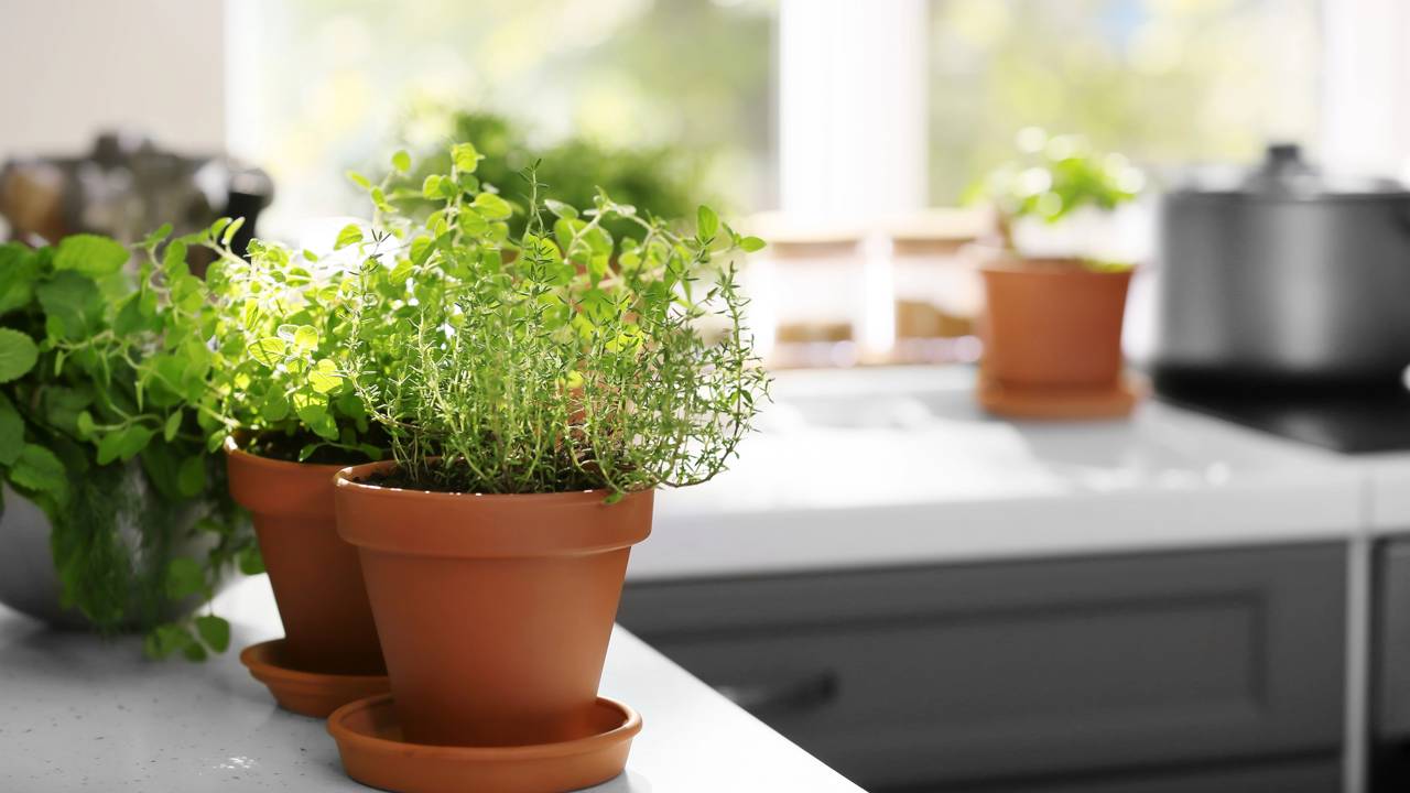 Como plantar orégano na sombra e manter folhas aromáticas