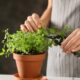 Como plantar orégano em casa e manter a erva saudável o ano inteiro