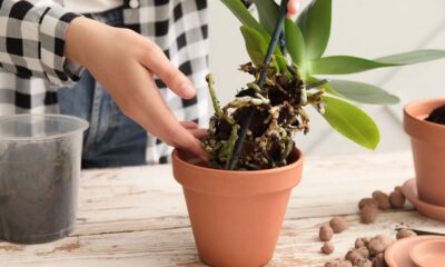 Alguns cuidados simples fazem as orquídeas reagirem -