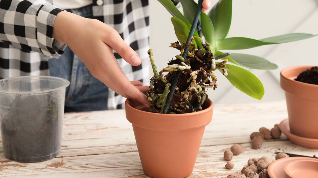 Alguns cuidados simples fazem as orquídeas reagirem -