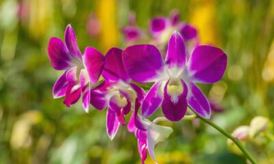 Quanto custa começar a cuidar de orquídeas em casa