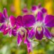 Quanto custa começar a cuidar de orquídeas em casa