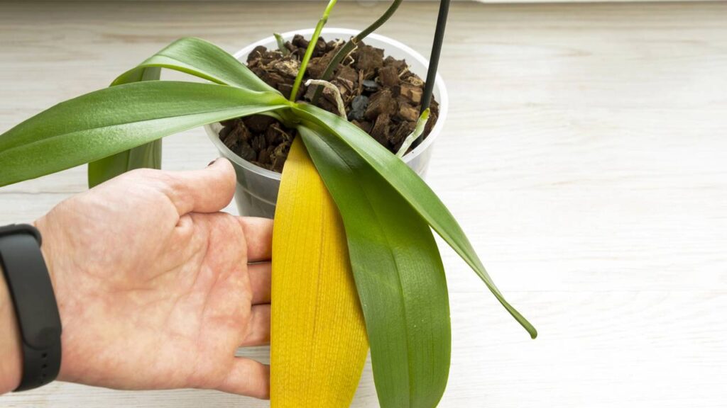 Achei que minhas orquídeas precisavam de produto caro, mas um detalhe mudou tudo