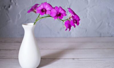 Essa flor cresce rápido e transforma a varanda em um jardim colorido