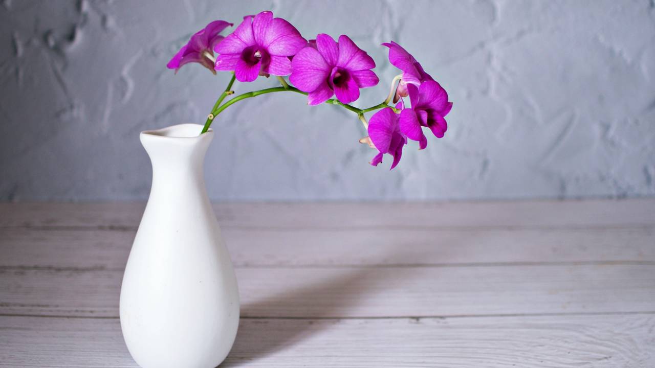 Essa flor cresce rápido e transforma a varanda em um jardim colorido