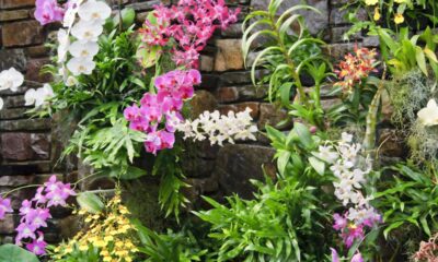 O cultivo de orquídeas não é tão complicado, mas requer paciência - Créditos: depositphotos.com / JillLang