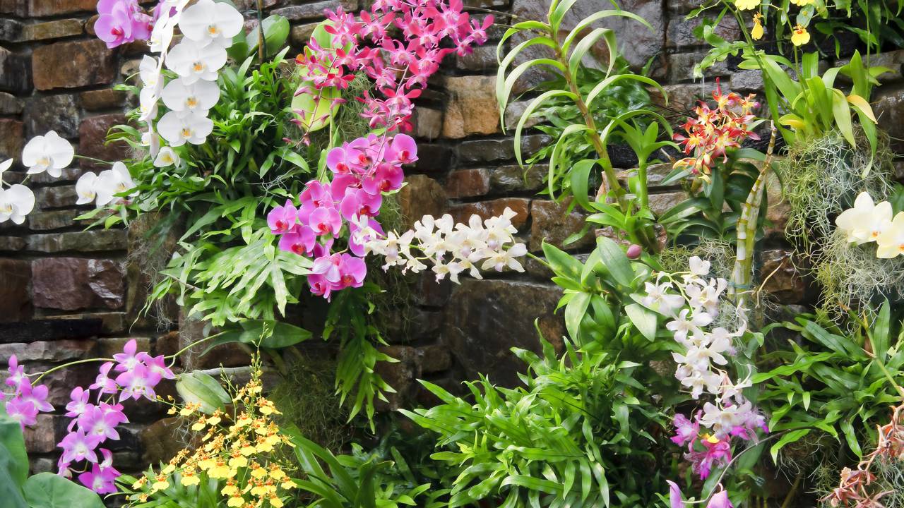 O cultivo de orquídeas não é tão complicado, mas requer paciência - Créditos: depositphotos.com / JillLang