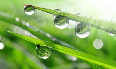 Por que o orvalho só aparece nas primeiras horas do dia