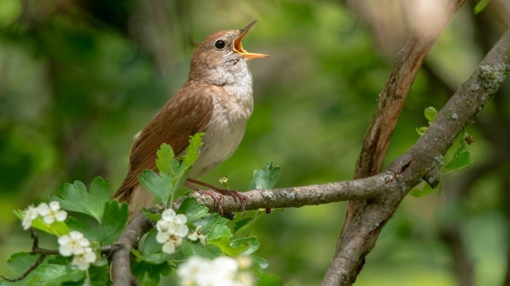 O mistério dos pássaros que ‘cantam’ antes do nascer do sol