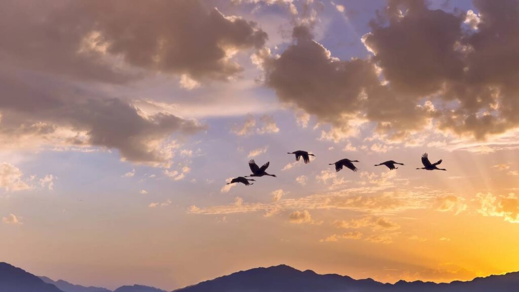 Como os pássaros sabem o momento certo de migrar