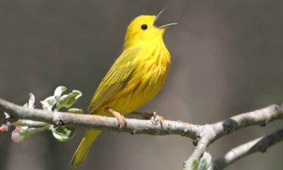 O mistério dos pássaros que ‘cantam’ antes do nascer do sol