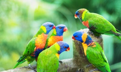 Como os pássaros sabem o momento certo de migrar