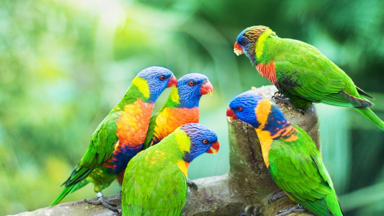 Como os pássaros sabem o momento certo de migrar