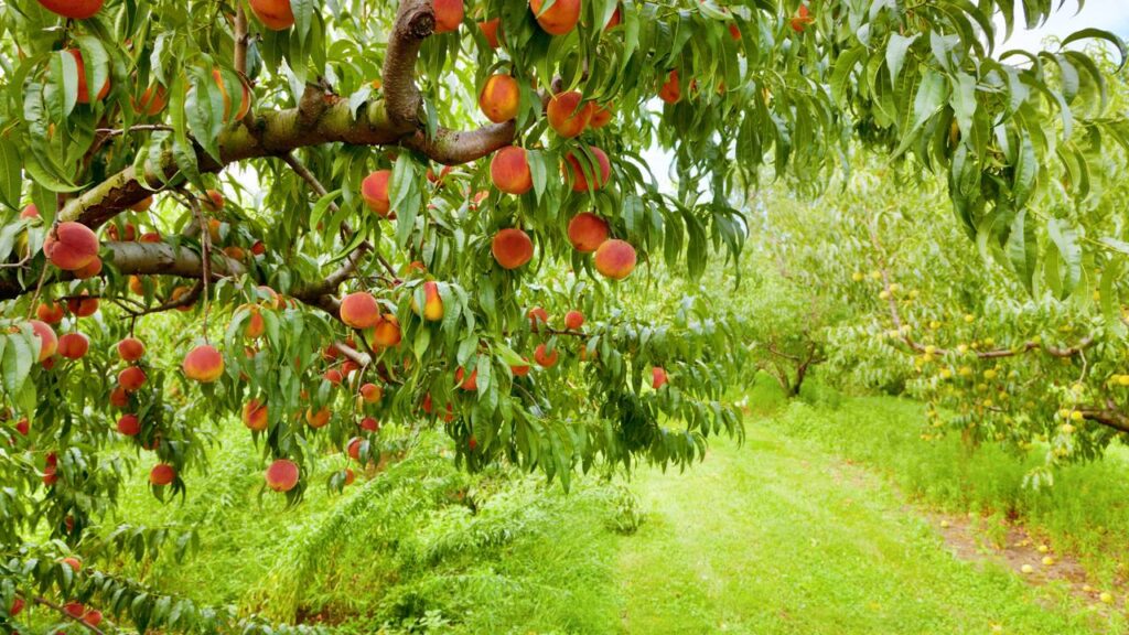 Quanto custa plantar pêssego e colher frutos suculentos em casa