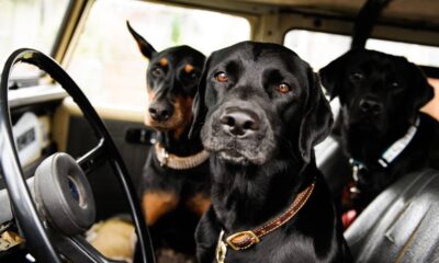 Fiz um protetor pra banco de carro para pets com lona barata