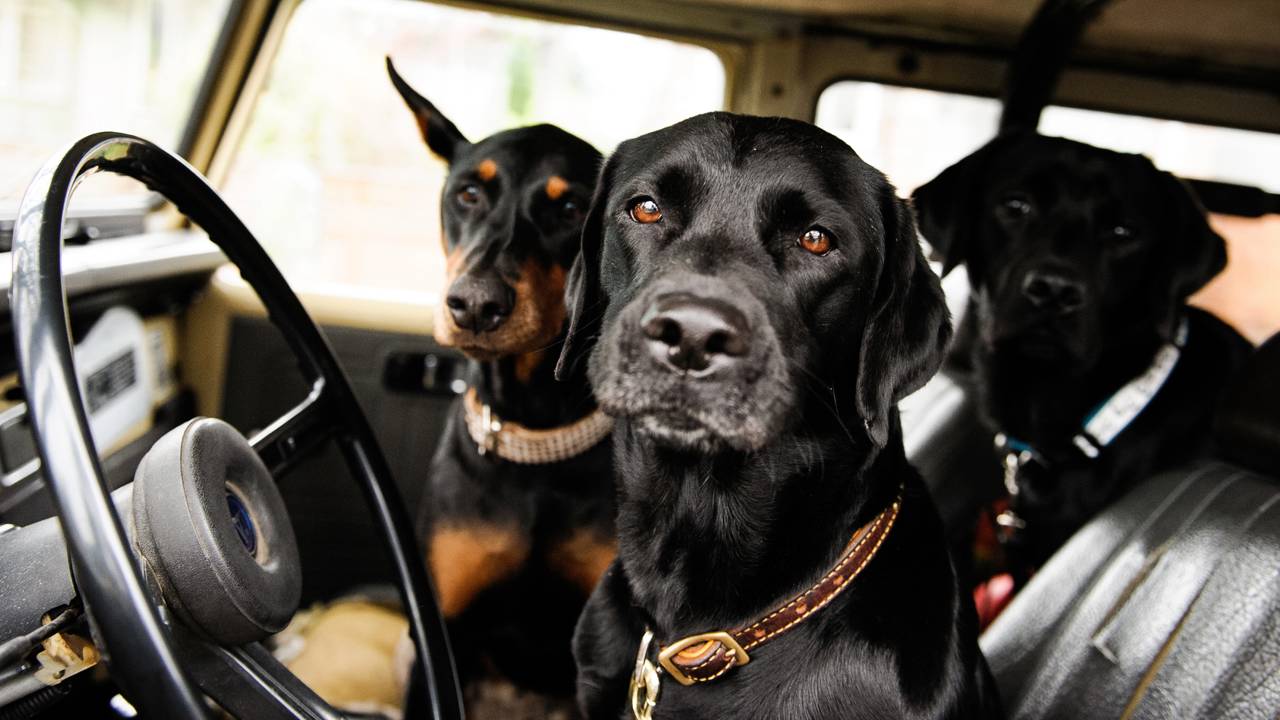 Fiz um protetor pra banco de carro para pets com lona barata