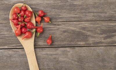 Meu pé de pimenta biquinho reagiu de um jeito inesperado quando troquei ele de lugar