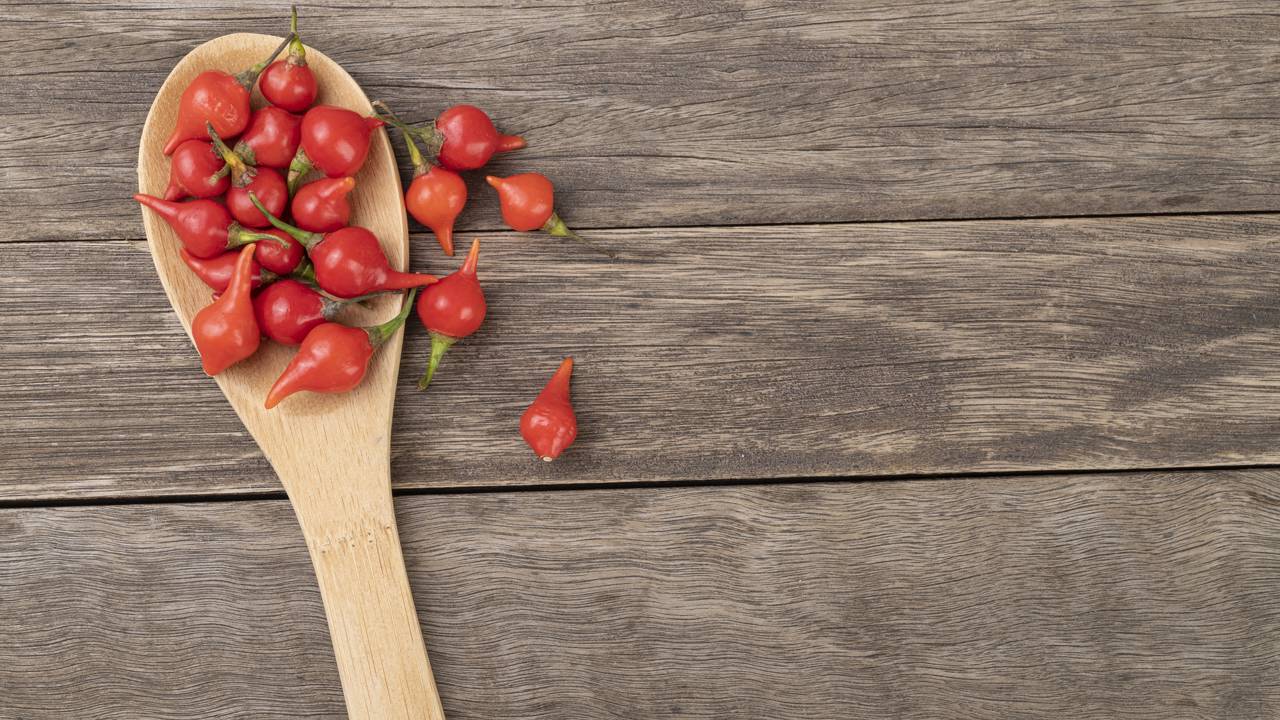 Meu pé de pimenta biquinho reagiu de um jeito inesperado quando troquei ele de lugar