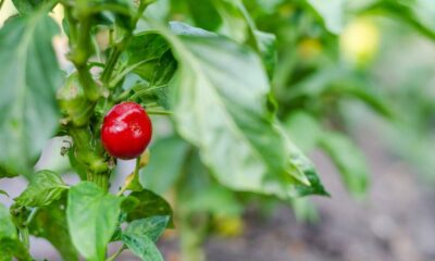 A planta que dá frutos até dentro de casa e encanta pela facilidade