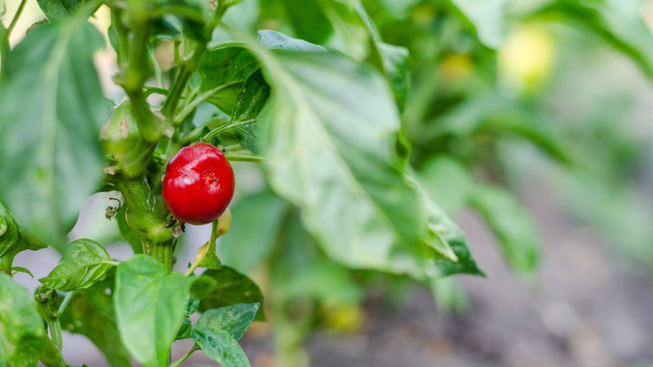 A planta que dá frutos até dentro de casa e encanta pela facilidade