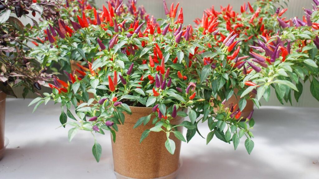 A planta que dá frutos até dentro de casa e encanta pela facilidade