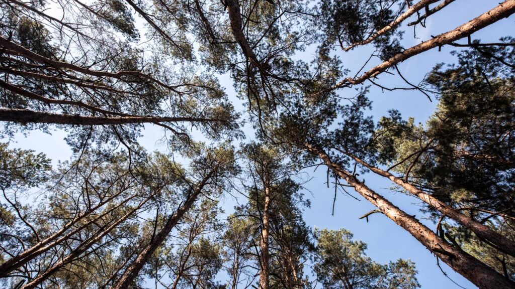 A relação entre a direção do vento e o crescimento das árvores