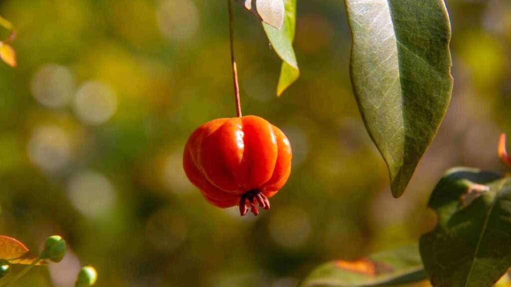 Essa frutífera cresce em qualquer solo e virou febre entre iniciantes