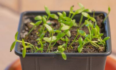 Fruta que cresce em vasos e frutifica antes dos 100 dias